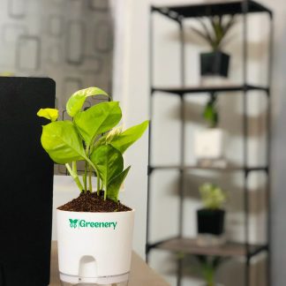 Money plant