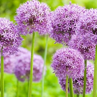 florastagingsource Allium