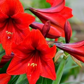 Amaryllis