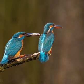 blue birda