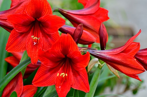 Amaryllis flora pinks - Image 5