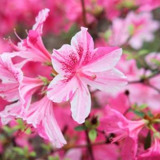 Azalea