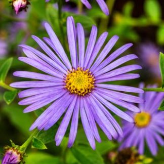 Aster flora