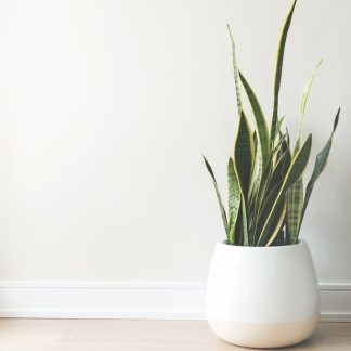 White Ceramic Pot