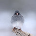 gray birdddd