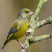 yellow sparrow