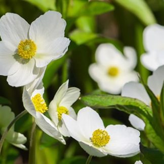 Anemone